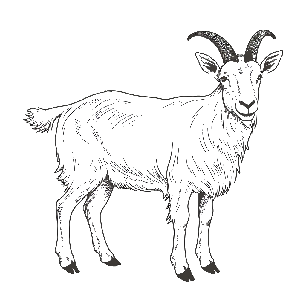 Dibujo de cabra para colorear 13 listo para imprimir gratis